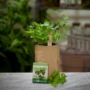 Minigarten MAGGIKRAUT BIO (Liebst&ouml;ckel)