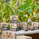 Samenbomben- RACHEBOMBS W&Uuml;RFEL- Unkraut