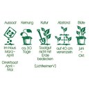 Saatgut - Zitronenmelisse