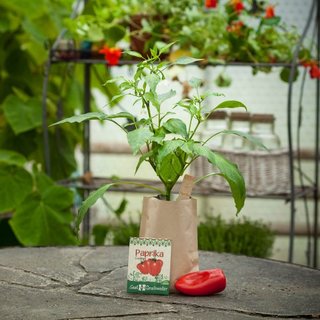 Minigarten PAPRIKA Lubega Red