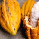 Kakaobohnen Ecuador gerostet 100g